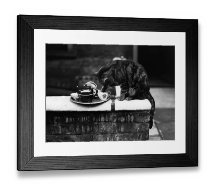 Framed Print : Cat Steals Milk Framed Print : Cat Steals Milk