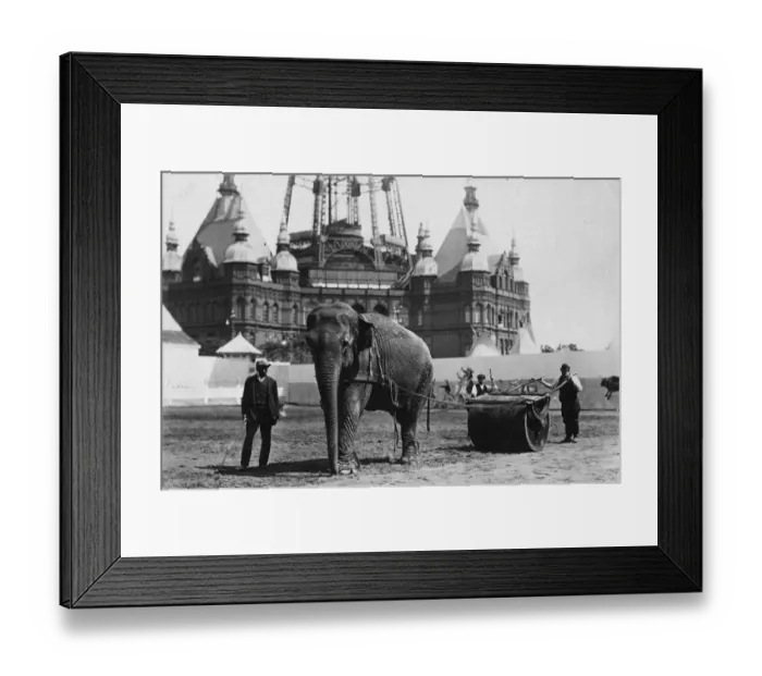 Framed Print : Working Elephant