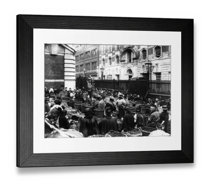 Framed Print : Walnut Harvest Framed Print : Walnut Harvest