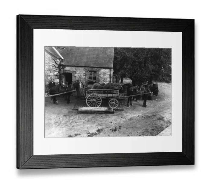 Framed Print : Weighing Apples Framed Print : Weighing Apples