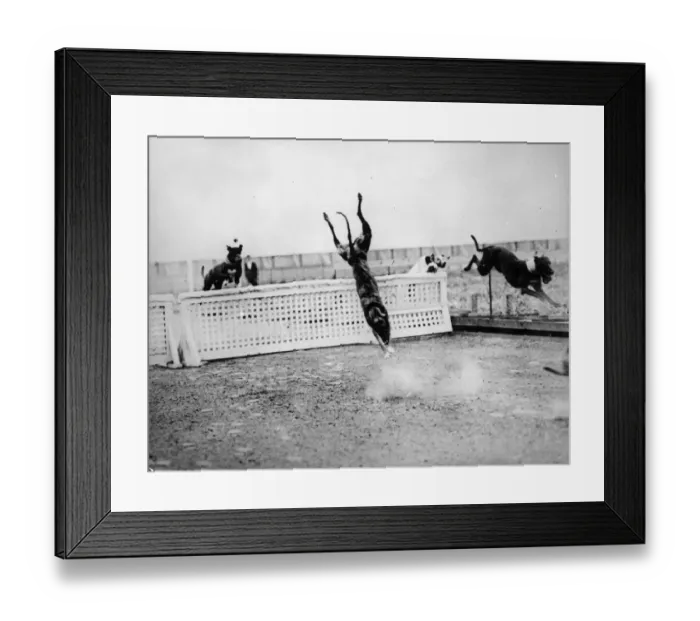 Framed Print : Dive! Doggy! Dive Framed Print : Dive! Doggy! Dive