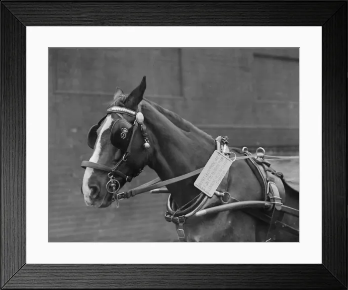 Framed Print : Animal Hero Framed Print : Animal Hero
