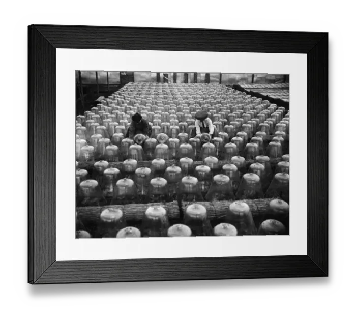 Framed Print : Glass Cloches Framed Print : Glass Cloches