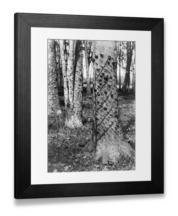 Framed Print : Rubber Trees