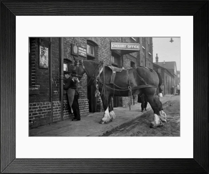 Framed Print : Cart Horse Framed Print : Cart Horse