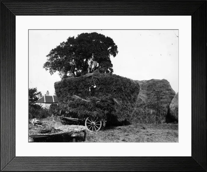 Framed Print : Loaded Cart Framed Print : Loaded Cart