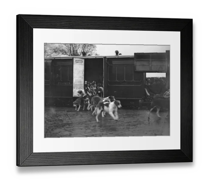 Framed Print : Hounds Arriving Framed Print : Hounds Arriving