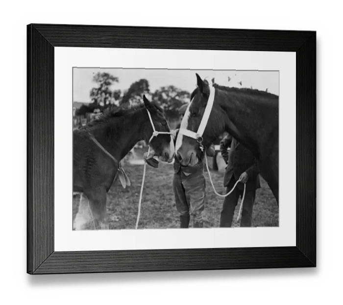 Framed Print : Rubbing Noses Framed Print : Rubbing Noses