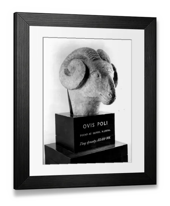 Framed Print : Ovis Poli. Circa 750 AD, On show at the 8th Antique Dealers Fair at Grosvenor House Framed Print : Ovis Poli. Circa 750 AD, On show at the 8th Antique Dealers Fair at Grosvenor House