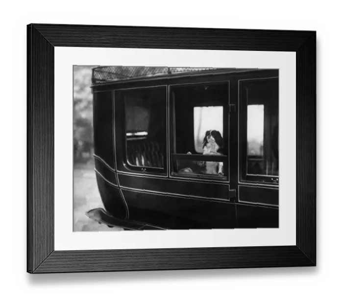 Framed Print : King Charles Spaniel Framed Print : King Charles Spaniel
