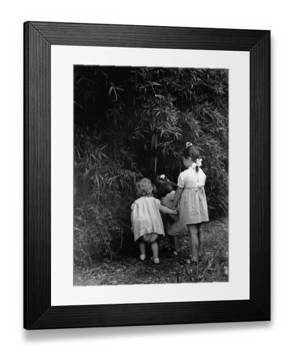 Framed Print : Bamboo Jungle Framed Print : Bamboo Jungle