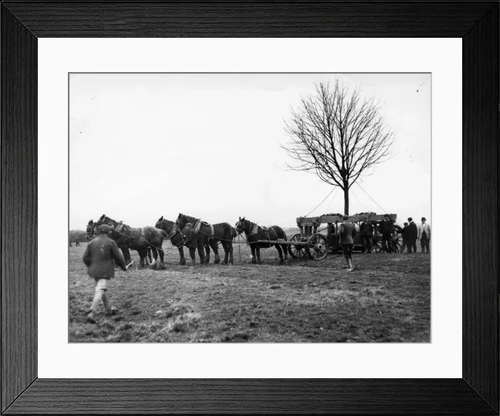 Framed Print : Tree Transplant