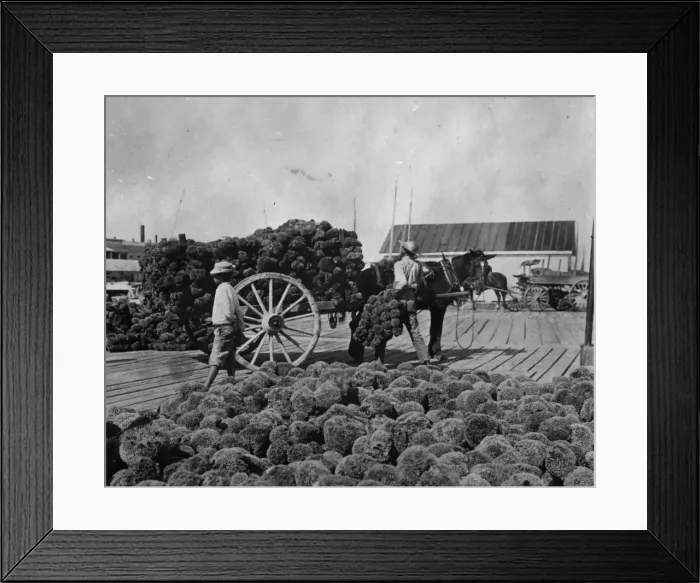 Framed Print : Sponge Farm Framed Print : Sponge Farm