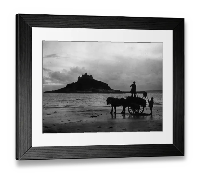 Framed Print : Cornish Seaweed Framed Print : Cornish Seaweed