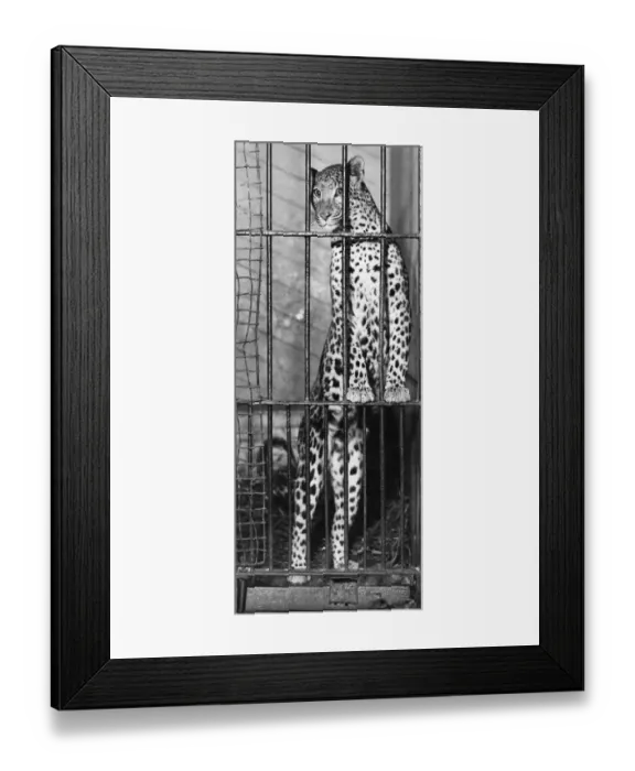 Framed Print : Leopard Breakfast Framed Print : Leopard Breakfast
