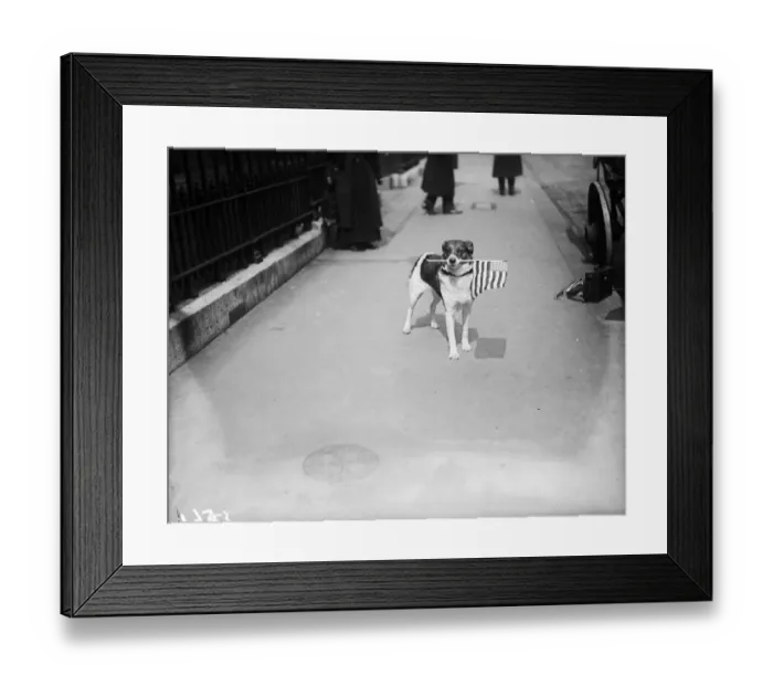 Framed Print : Fetch The Flag Framed Print : Fetch The Flag