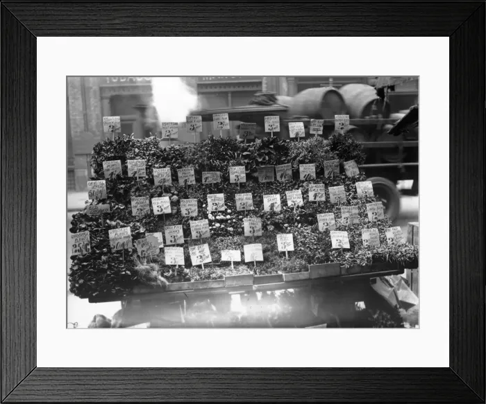 Framed Print : Plants For Sale Framed Print : Plants For Sale