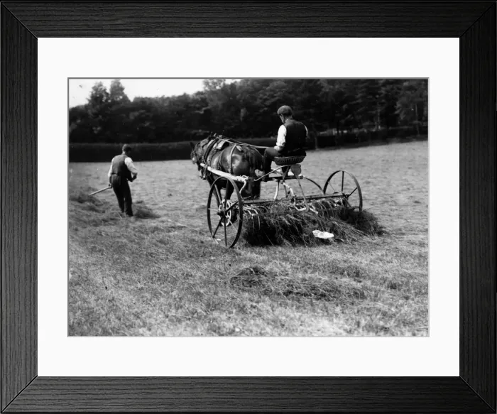 Framed Print : Hay Raking Framed Print : Hay Raking