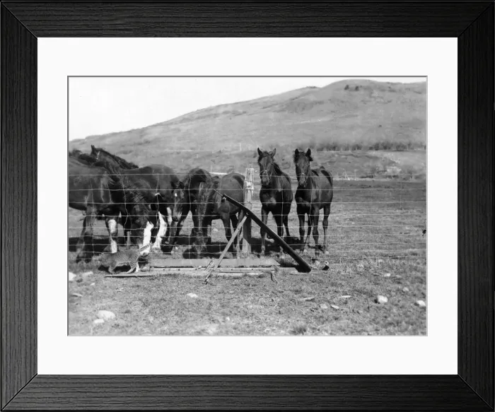 Framed Print : Curiosity. March 1929: Clydesdale foals interested in a ranch cat at the Framed Print : Curiosity. March 1929: Clydesdale foals interested in a ranch cat at the