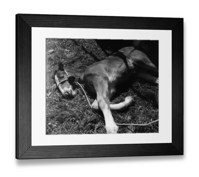 Framed Print : Colt Nap. 22nd May 1952: A two week old Clydesdale foal asleep after winning Framed Print : Colt Nap. 22nd May 1952: A two week old Clydesdale foal asleep after winning