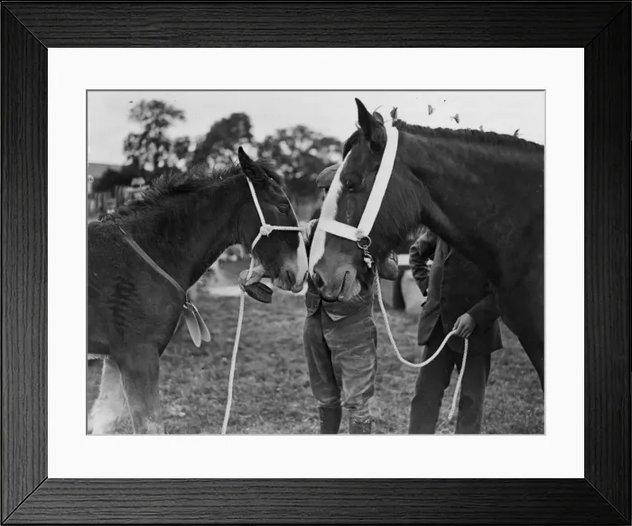 Framed Print : Rubbing Noses Framed Print : Rubbing Noses