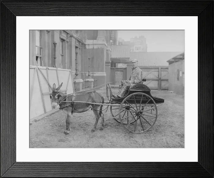 Framed Print : Pearly Donkey Framed Print : Pearly Donkey