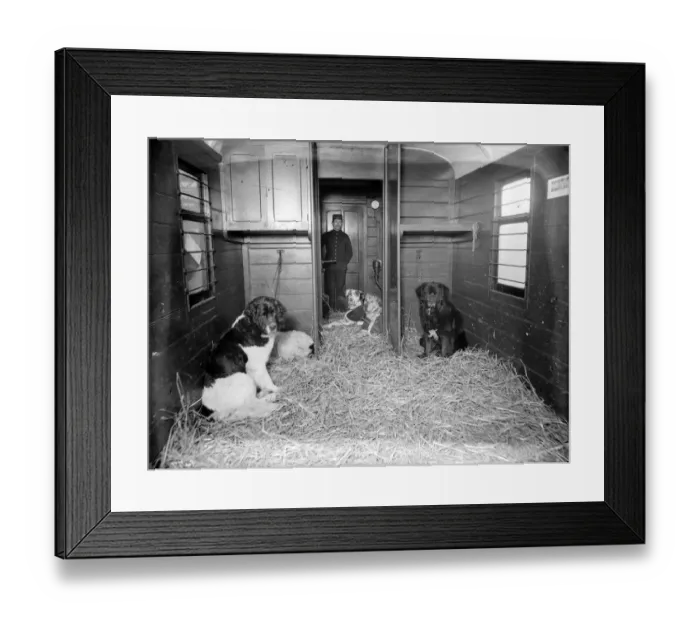 Framed Print : Dog Train. January 1909: Dogs on board a railway carriage bound for the Framed Print : Dog Train. January 1909: Dogs on board a railway carriage bound for the