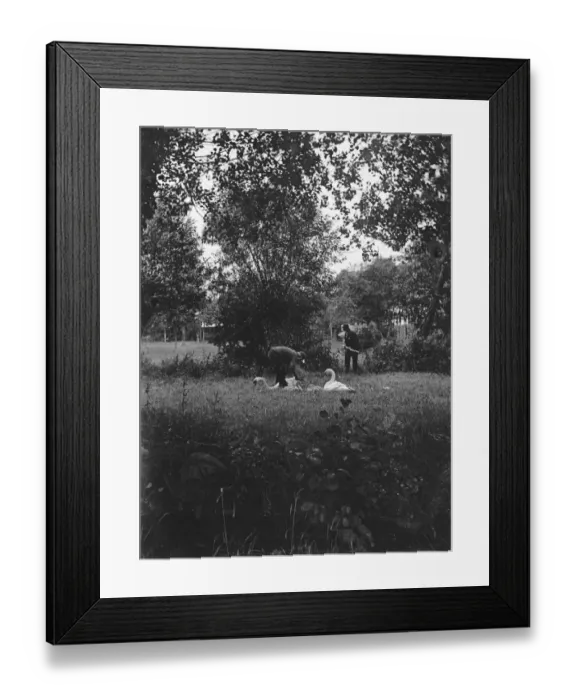 Framed Print : Swans. circa 1909: Two gamekeepers tagging swans Framed Print : Swans. circa 1909: Two gamekeepers tagging swans