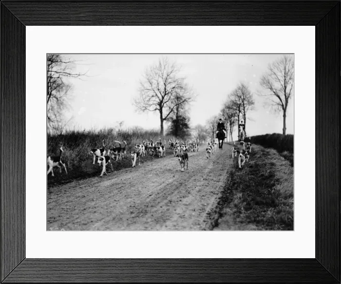 Framed Print : Grafton Hounds Framed Print : Grafton Hounds
