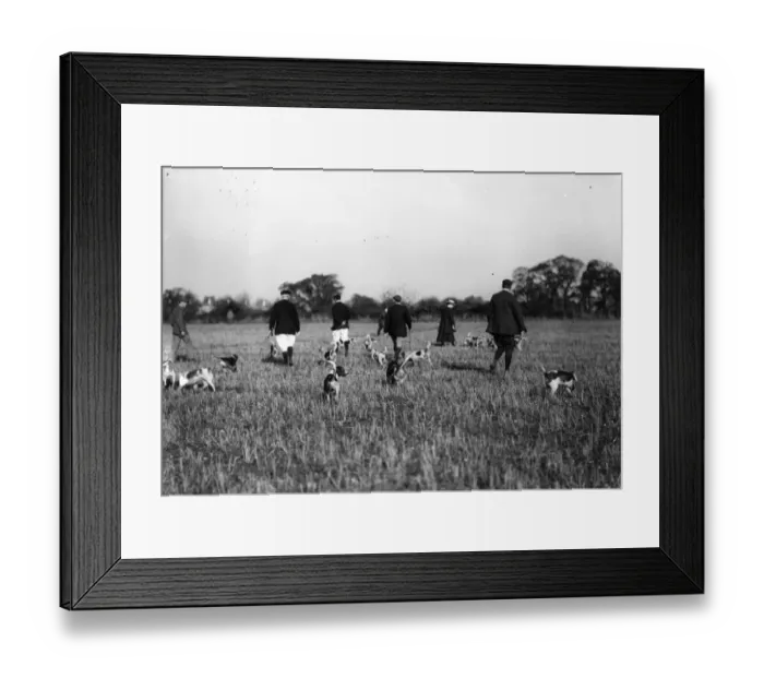 Framed Print : Hunting Beagles Framed Print : Hunting Beagles
