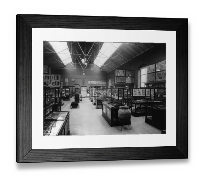 Framed Print : Cambridge Museum Framed Print : Cambridge Museum
