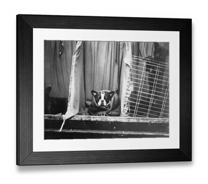 Framed Print : Wrapped Bulldog Framed Print : Wrapped Bulldog