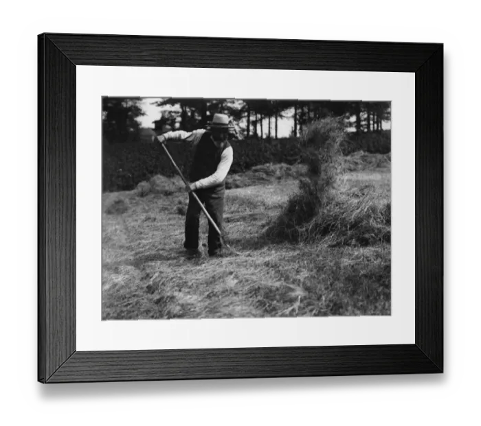 Framed Print : Tossing The Hay Framed Print : Tossing The Hay