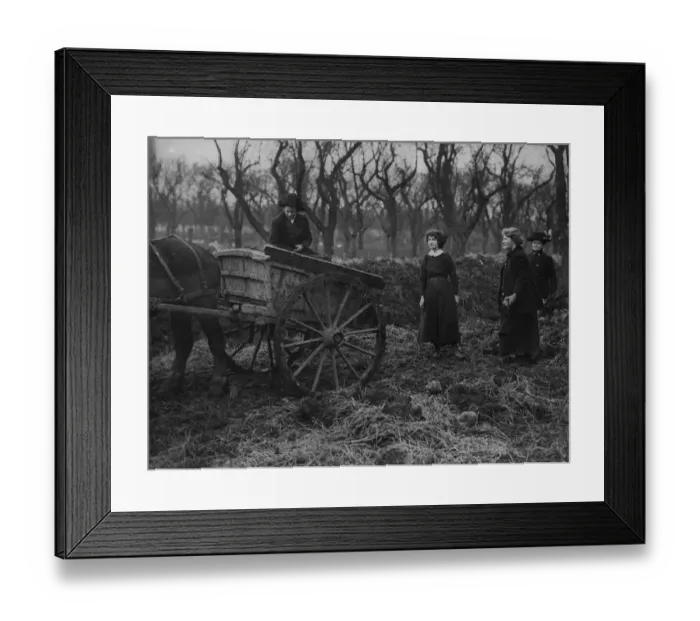 Framed Print : Potato Farming Framed Print : Potato Farming
