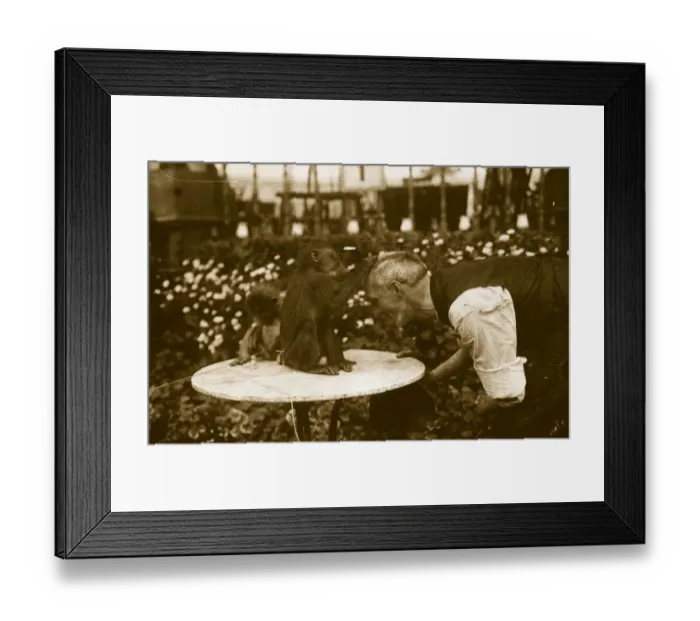 Framed Print : Keeper And Baboon Framed Print : Keeper And Baboon