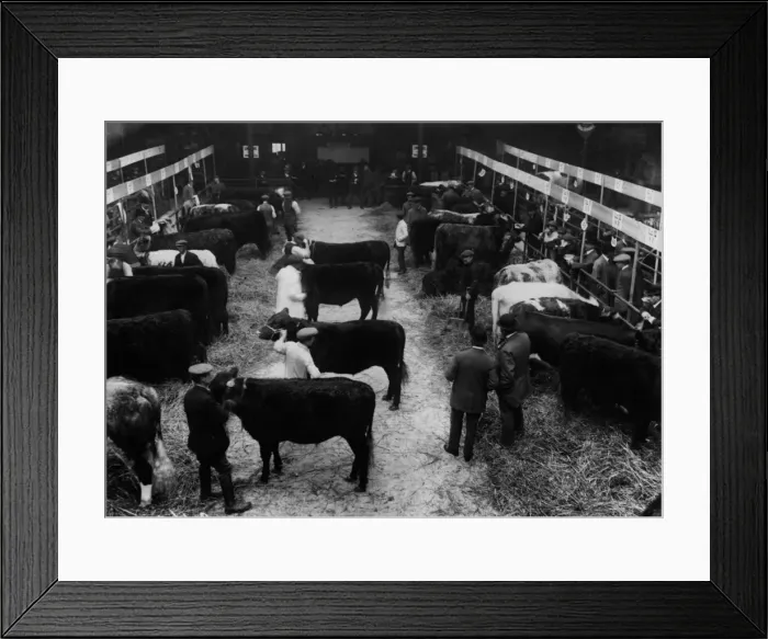 Framed Print : Cattle Market Framed Print : Cattle Market