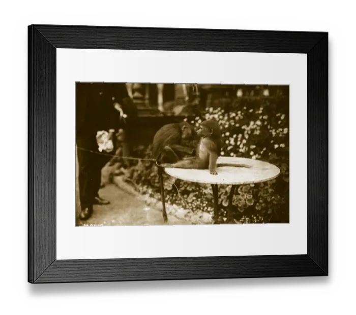 Framed Print : Morning Toilet Framed Print : Morning Toilet