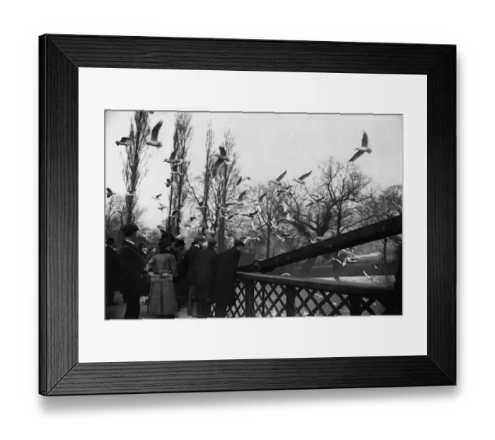 Framed Print : Gulls In The Park Framed Print : Gulls In The Park