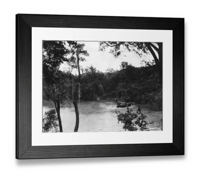 Framed Print : Elephants Bathing Framed Print : Elephants Bathing