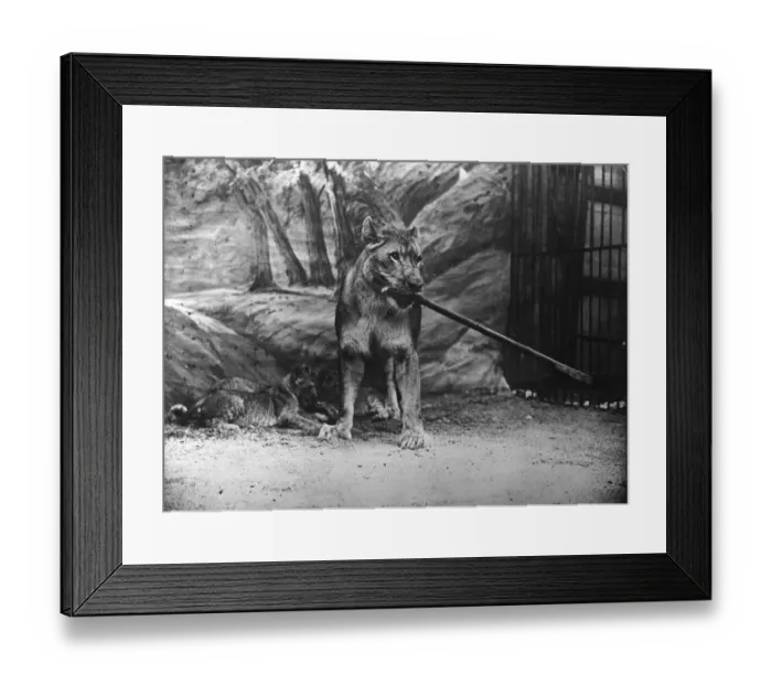 Framed Print : Protective Mother Framed Print : Protective Mother