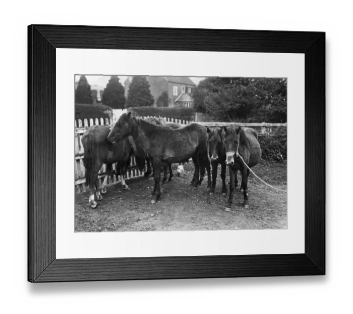 Framed Print : New Forest Ponies Framed Print : New Forest Ponies