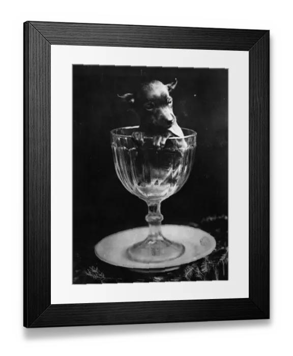 Framed Print : A Glass Of Dog Framed Print : A Glass Of Dog