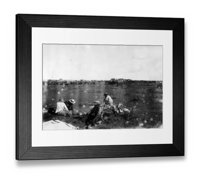 Framed Print : Boer War. circa 1899: A bullock waggon kraal Framed Print : Boer War. circa 1899: A bullock waggon kraal
