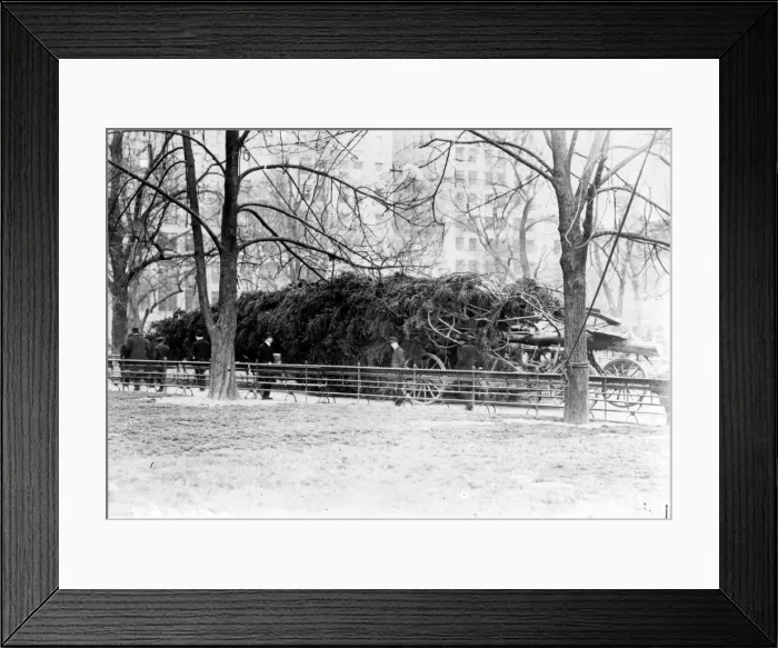 Framed Print : New York Tree Framed Print : New York Tree