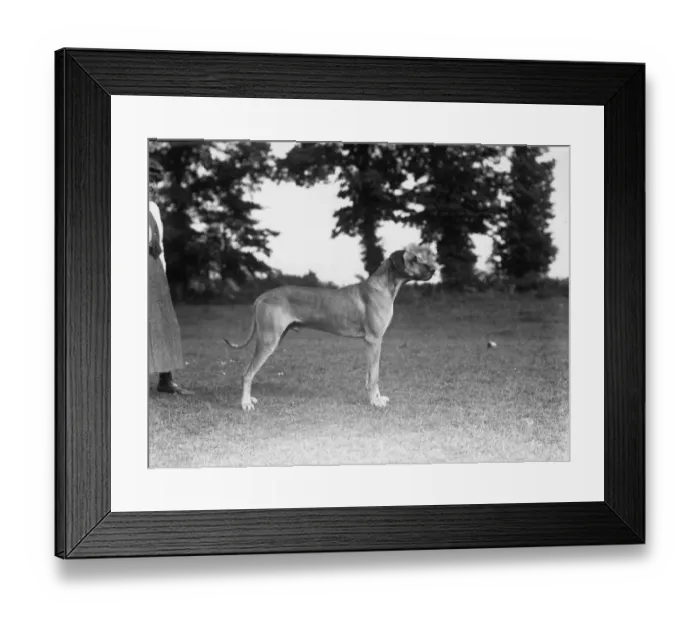Framed Print : Great Dane Framed Print : Great Dane
