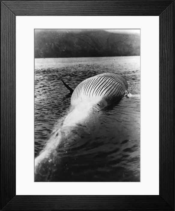 Framed Print : Dead Whale Framed Print : Dead Whale