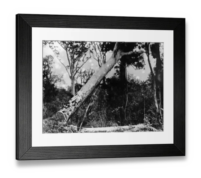 Framed Print : Tree Felling Framed Print : Tree Felling