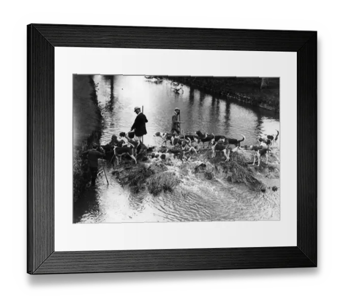 Framed Print : Otter Hounds Framed Print : Otter Hounds