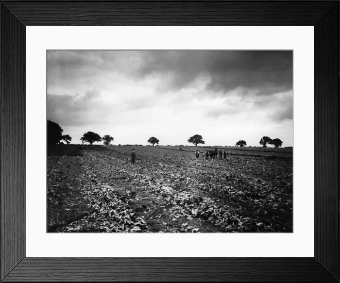Framed Print : Beet Field Framed Print : Beet Field