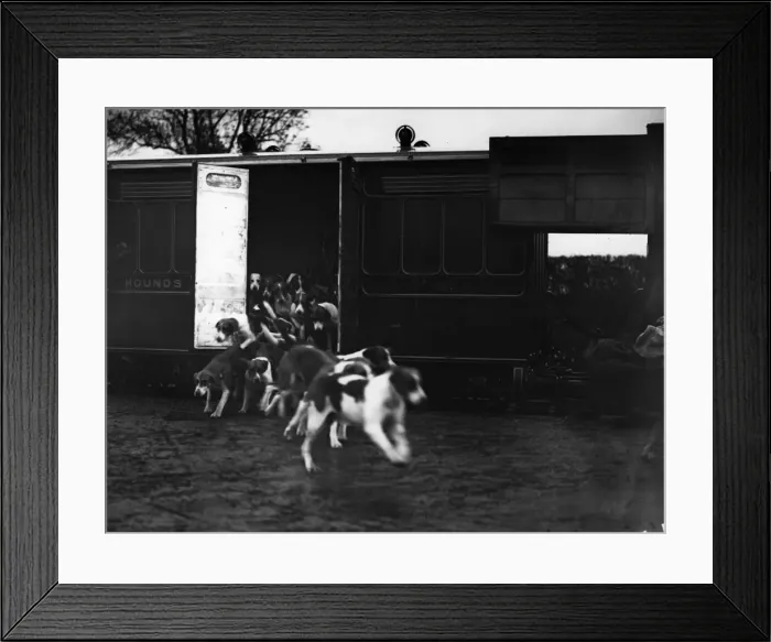Framed Print : Release Of The Hounds Framed Print : Release Of The Hounds